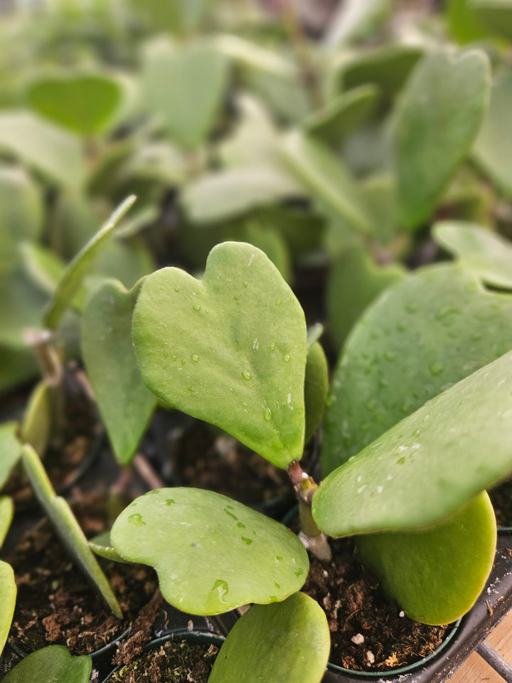 Hoya Kerri Vines