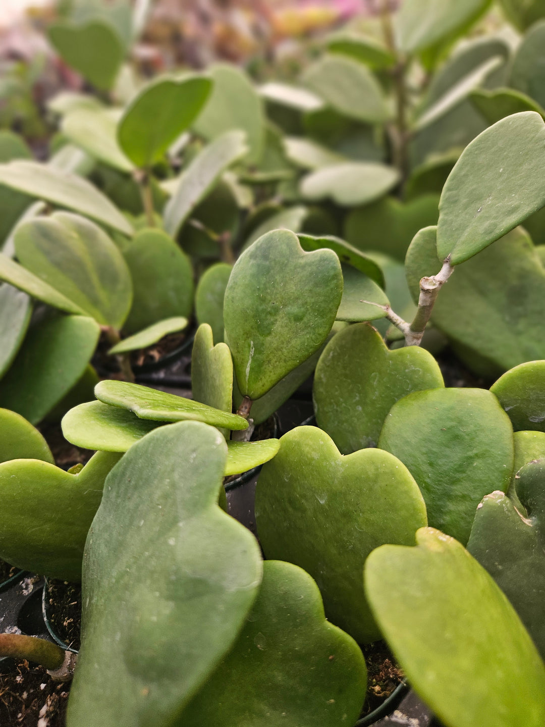 Hoya Kerri Vines