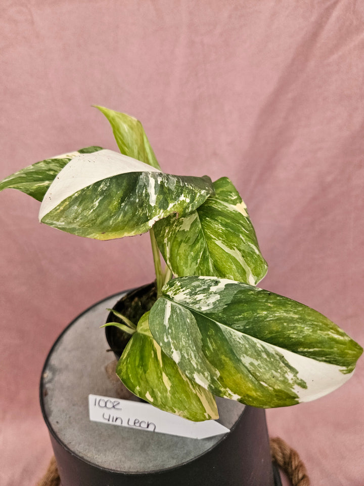 Monstera Lechleriana Variegated (4in)- 1002