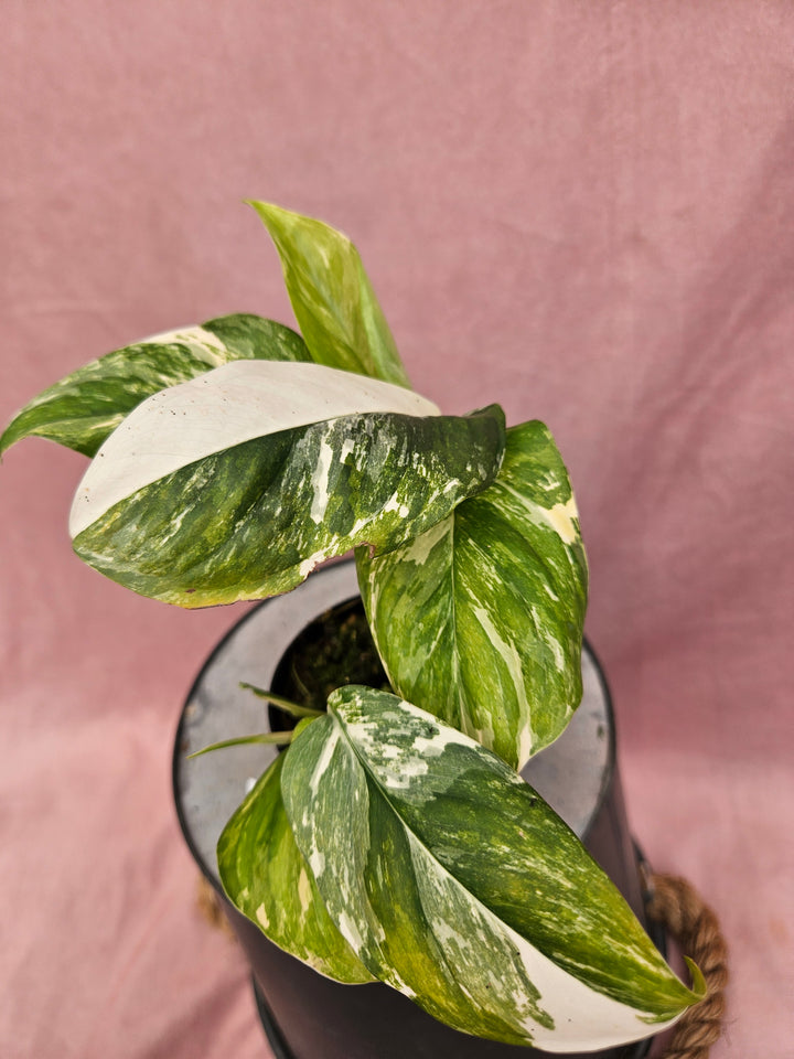 Monstera Lechleriana Variegated (4in)- 1002