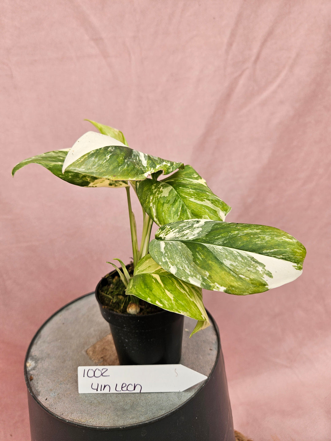 Monstera Lechleriana Variegated (4in)- 1002