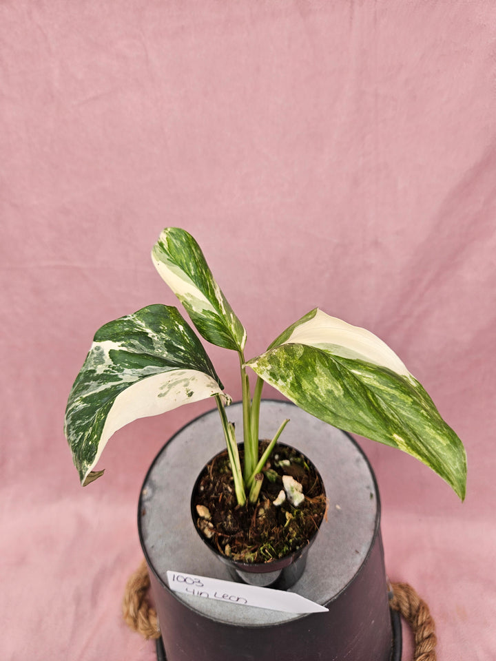 Monstera Lechleriana Variegated (4in)- 1003