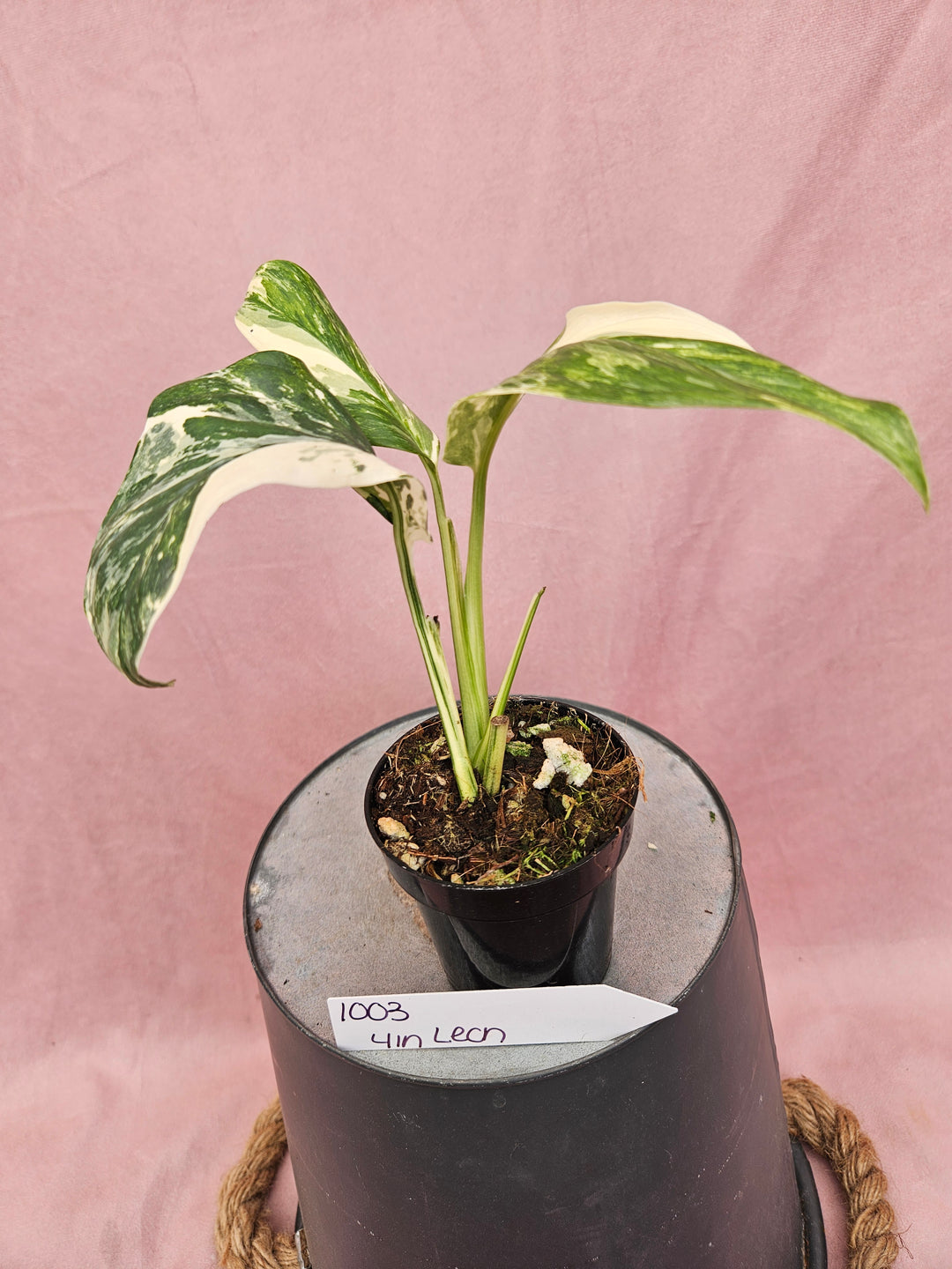 Monstera Lechleriana Variegated (4in)- 1003