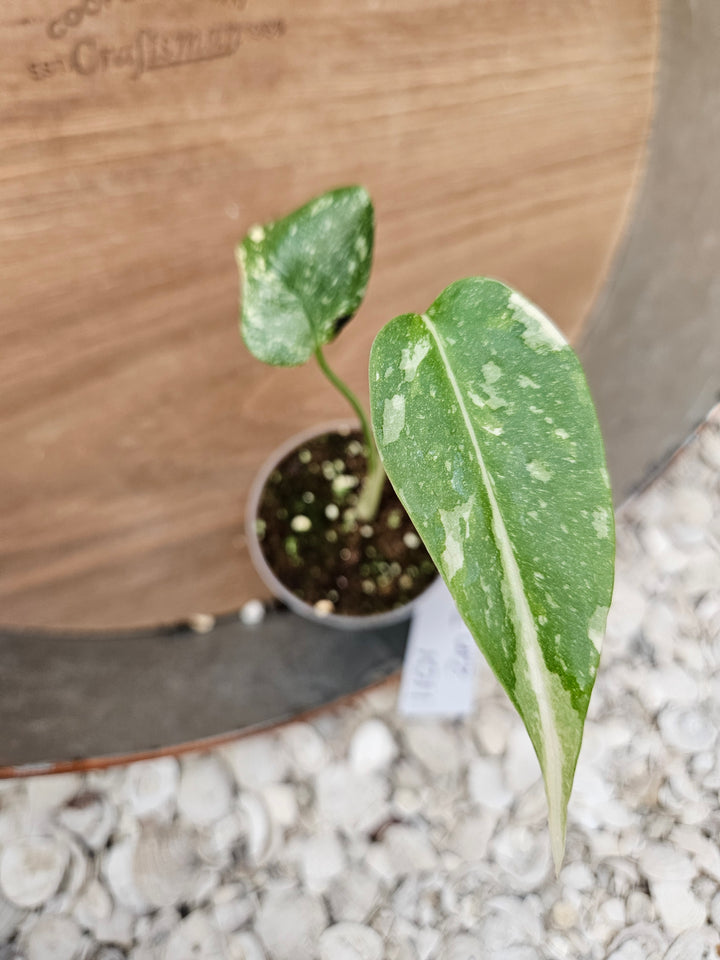 Monstera Thai Constellation (2in)-1101