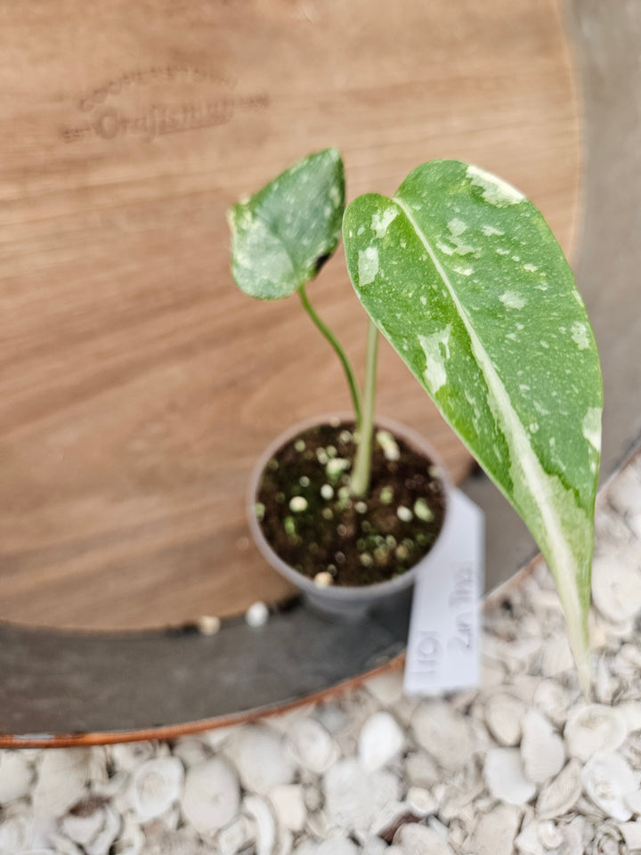 Monstera Thai Constellation (2in)-1101