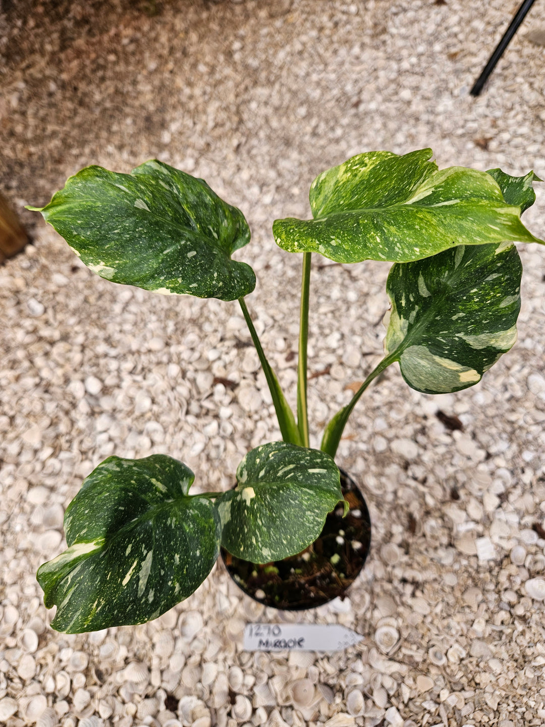 Monstera Miracle Tricolor (4in)-1270