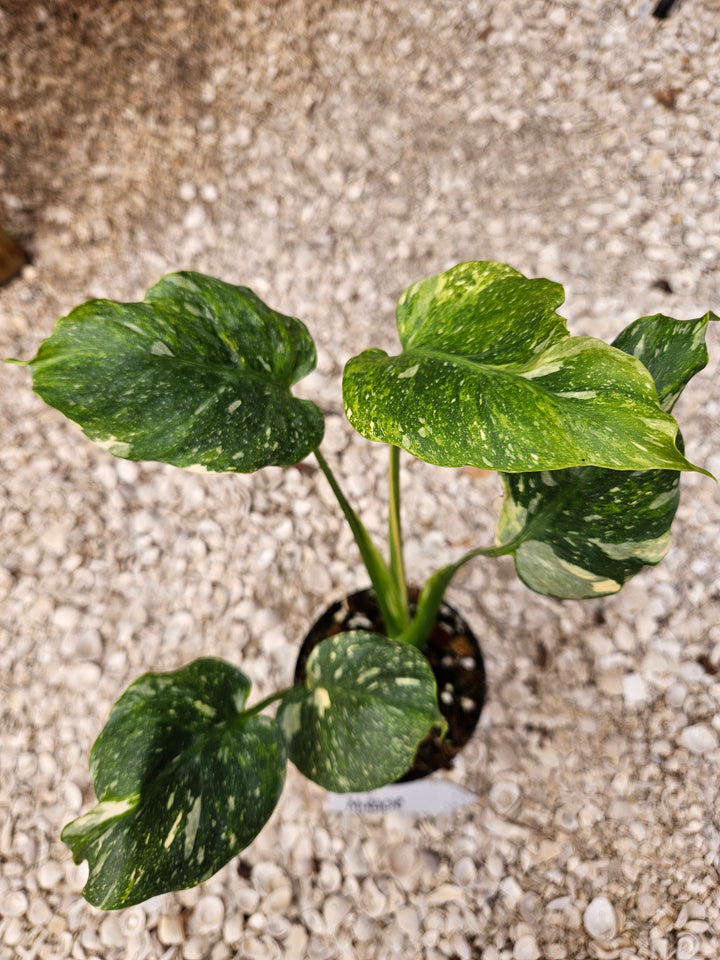 Monstera Miracle Tricolor (4in)-1270