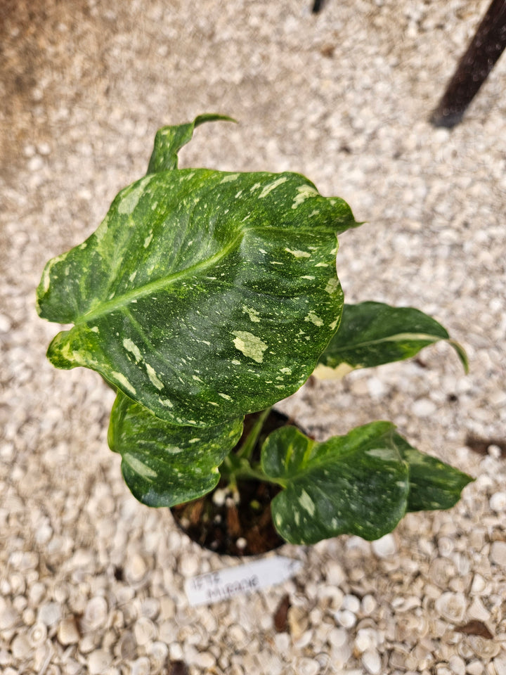 Monstera Miracle Tricolor (4in)-1272