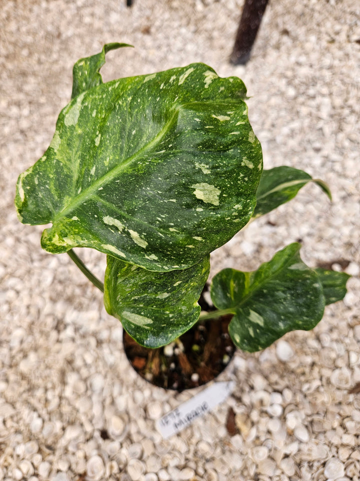 Monstera Miracle Tricolor (4in)-1272