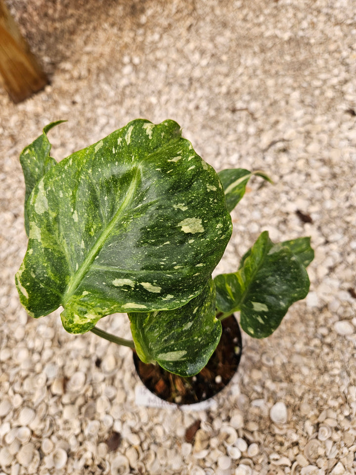 Monstera Miracle Tricolor (4in)-1272