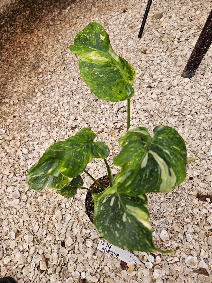 Monstera Miracle Tricolor (4in)-1274