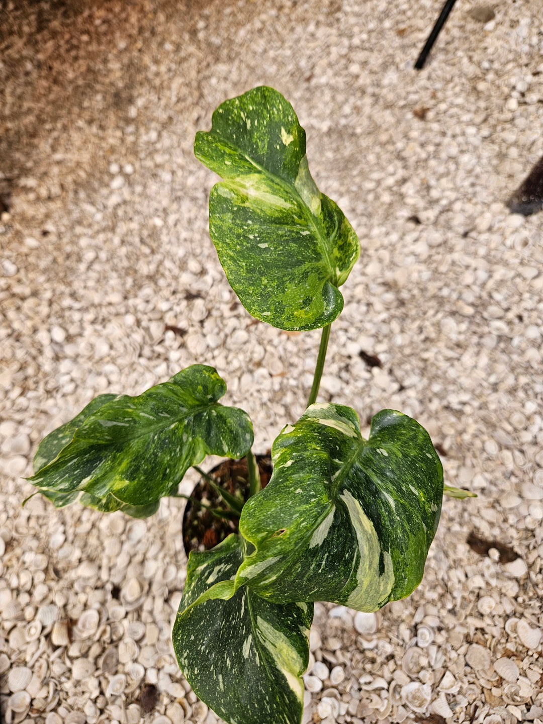 Monstera Miracle Tricolor (4in)-1274