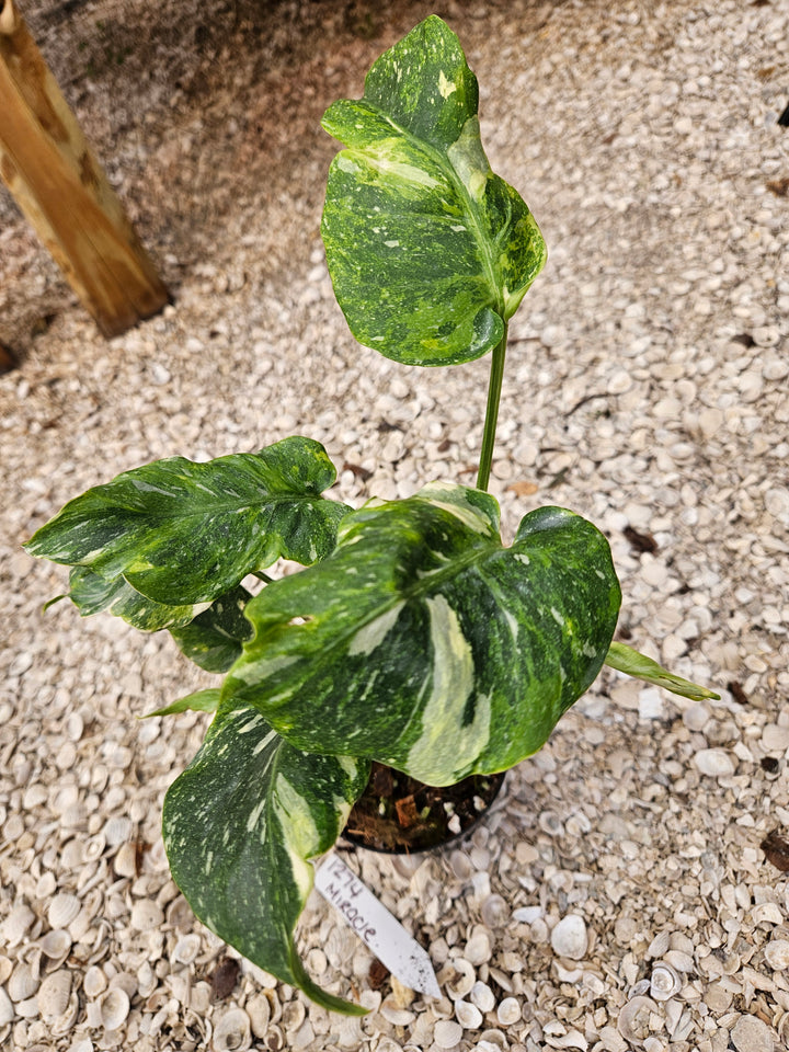 Monstera Miracle Tricolor (4in)-1274