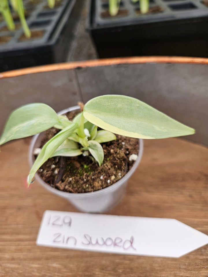 Philodendron Variegated Silver Sword (2in)-129