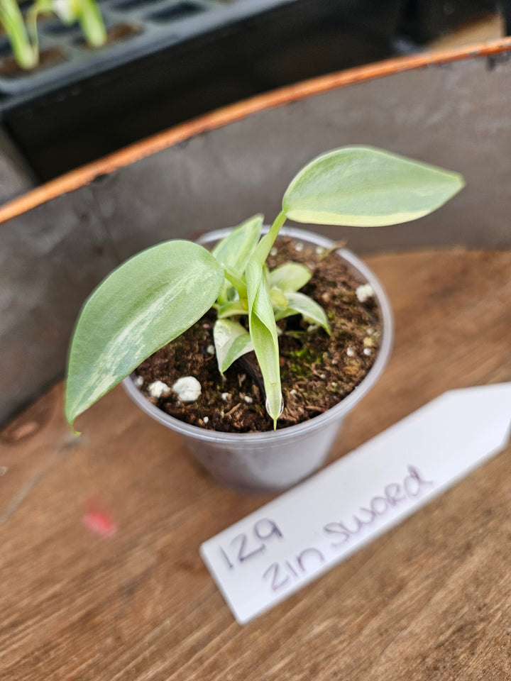 Philodendron Variegated Silver Sword (2in)-129