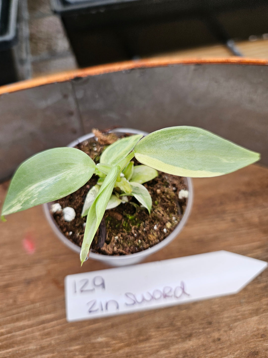 Philodendron Variegated Silver Sword (2in)-129