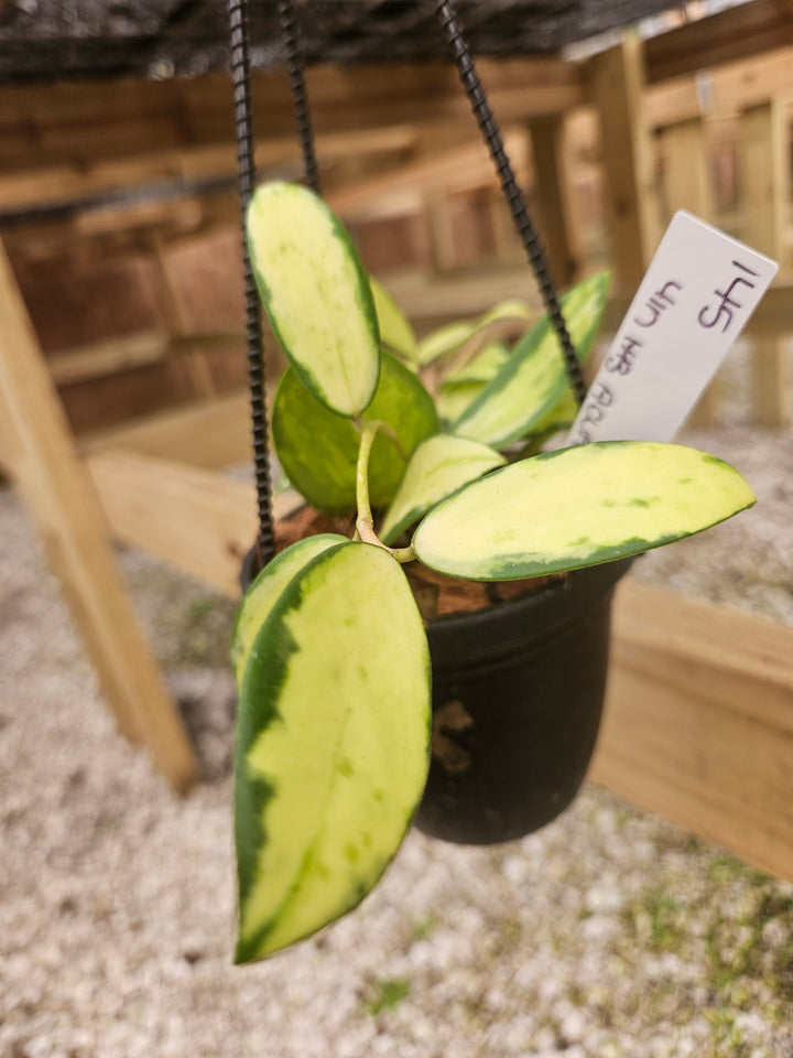 Hoya Variegated Acuta (4in)-145