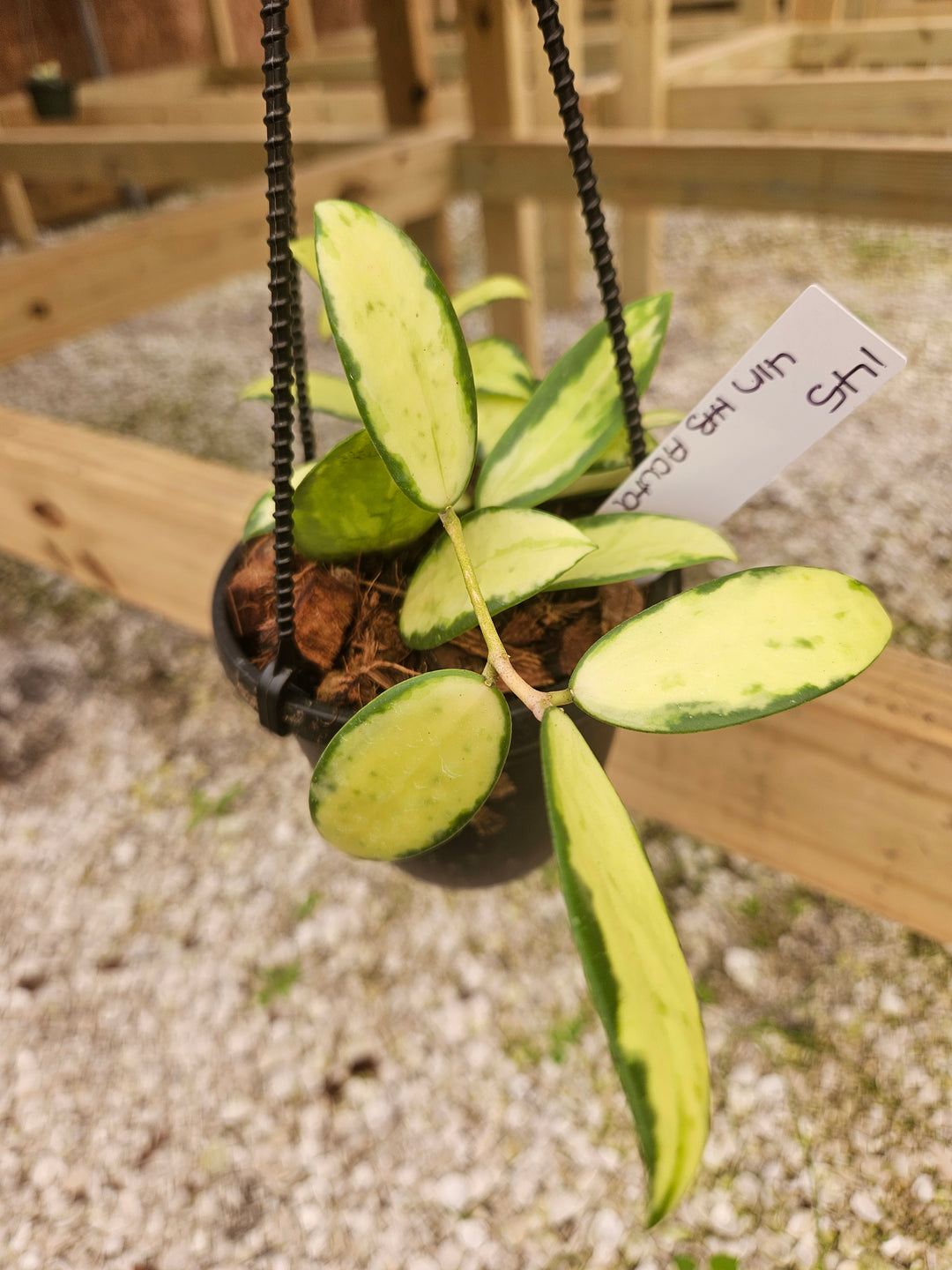 Hoya Variegated Acuta (4in)-145