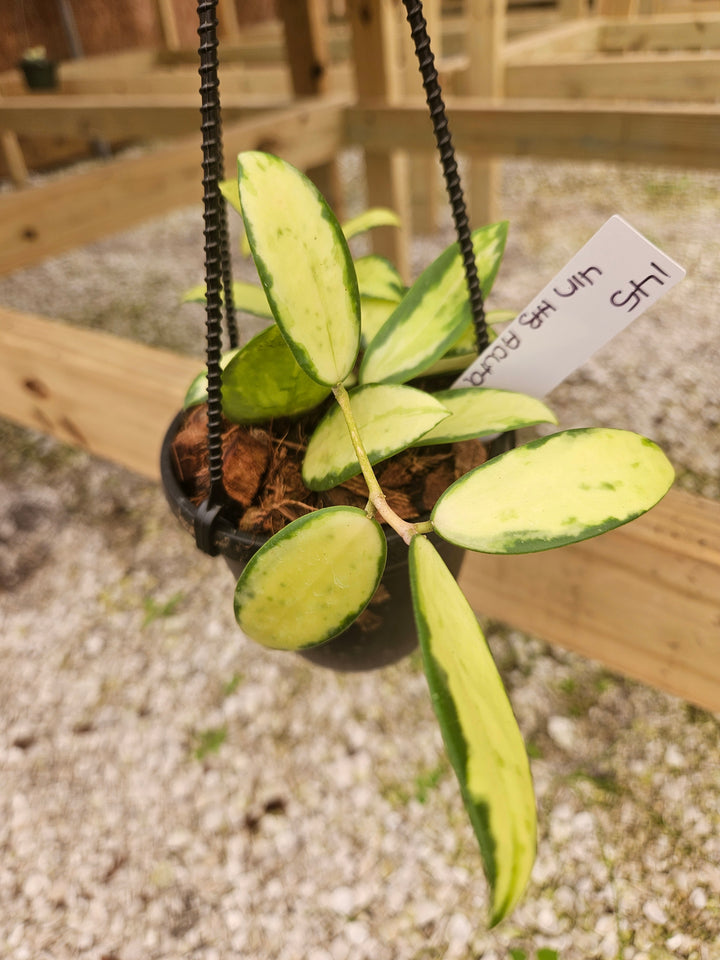 Hoya Variegated Acuta (4in)-145