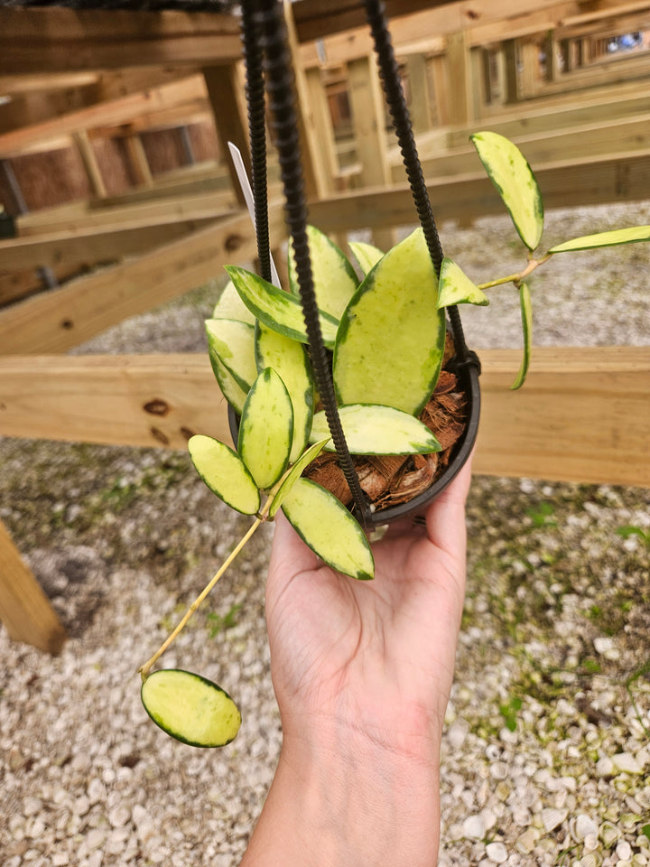 Hoya Variegated Acuta (4in)-145