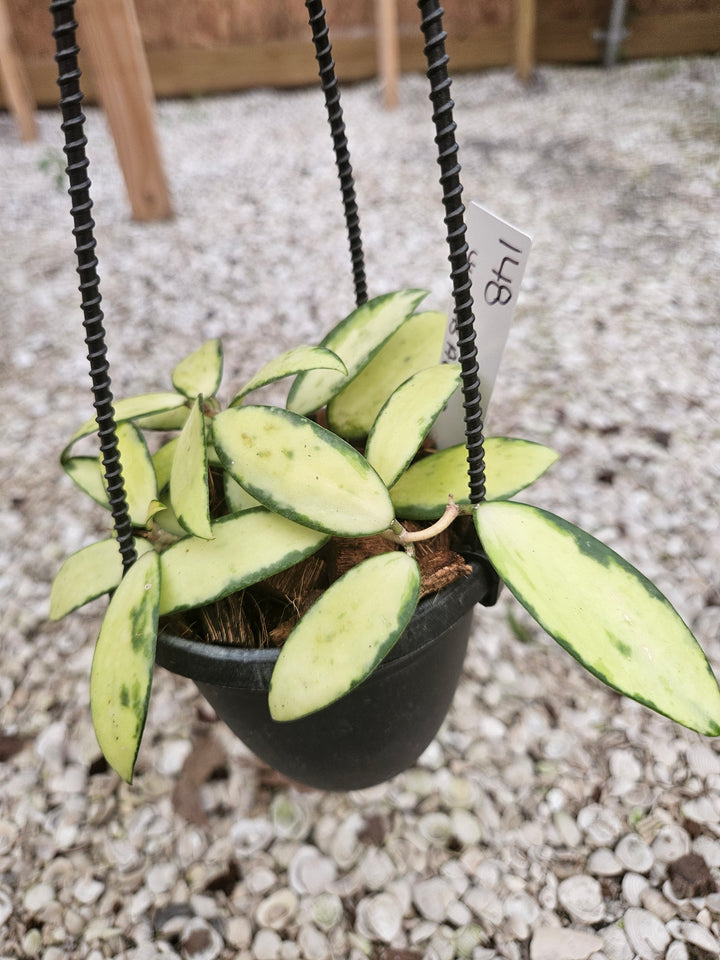 Hoya Variegated Acuta (4in)-148