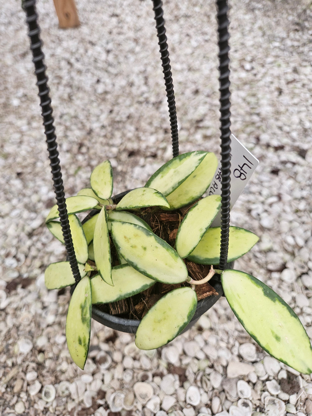 Hoya Variegated Acuta (4in)-148