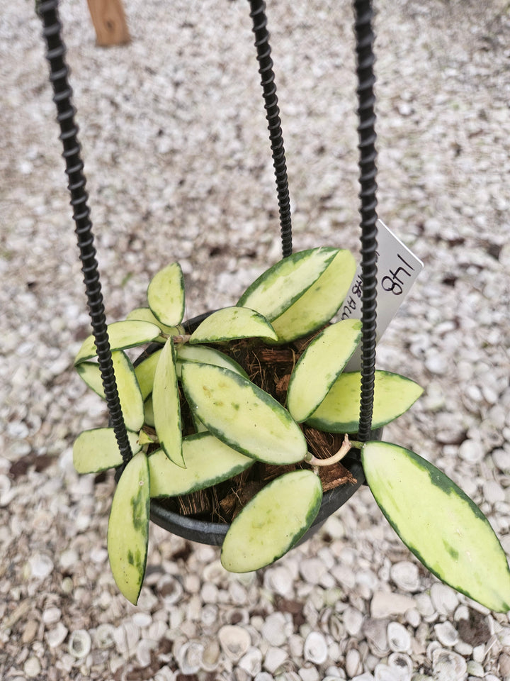 Hoya Variegated Acuta (4in)-148