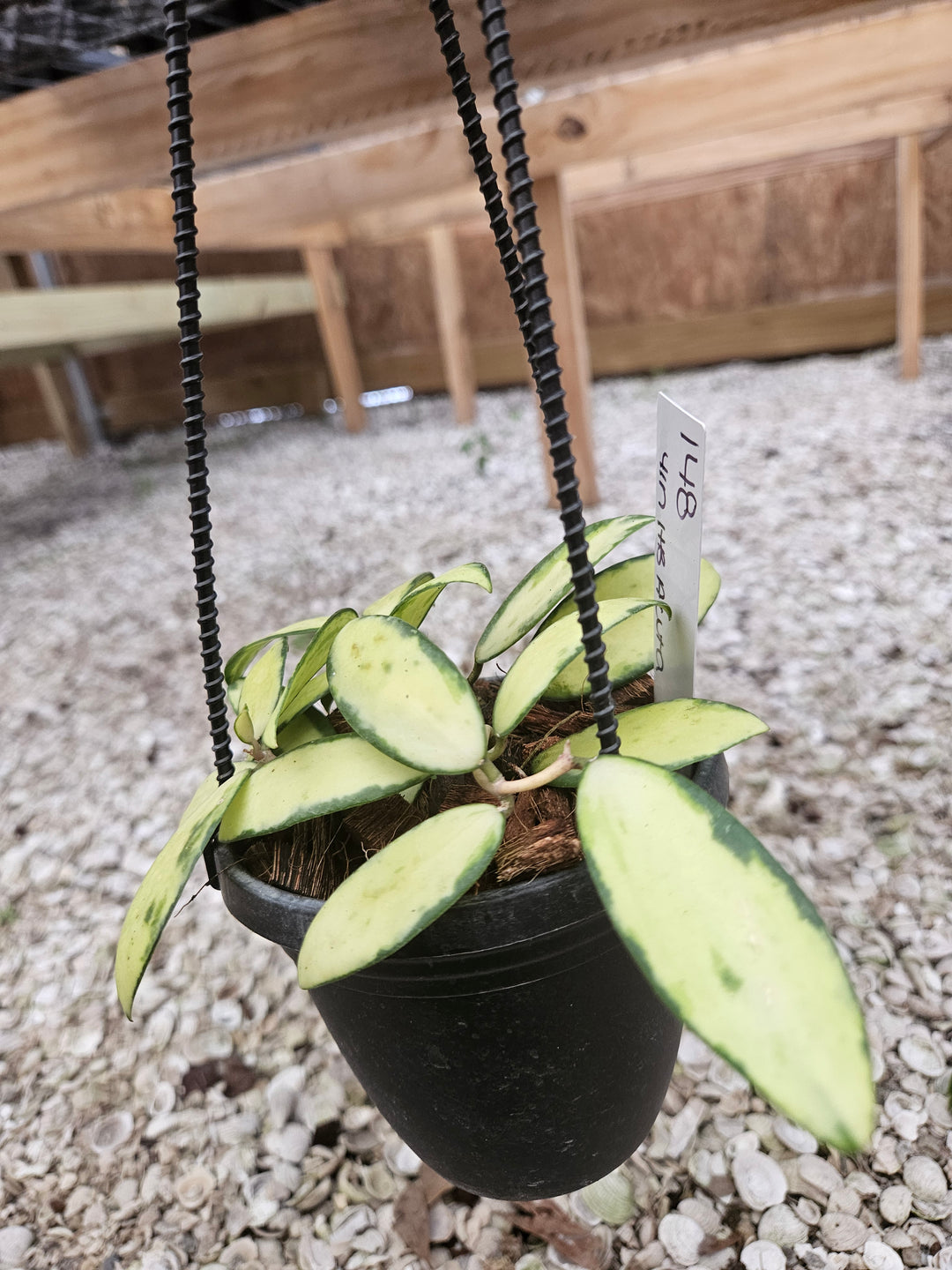 Hoya Variegated Acuta (4in)-148