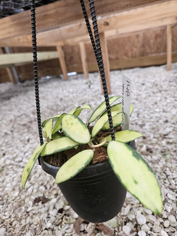 Hoya Variegated Acuta (4in)-148