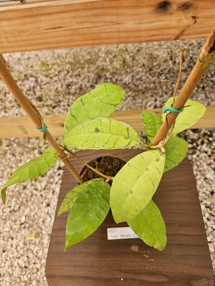 Hoya Callistophylla (4in)-157