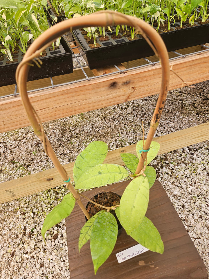 Hoya Callistophylla (4in)-157