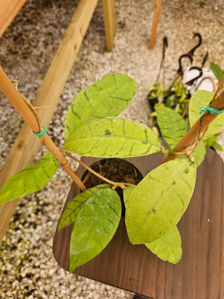 Hoya Callistophylla (4in)-157