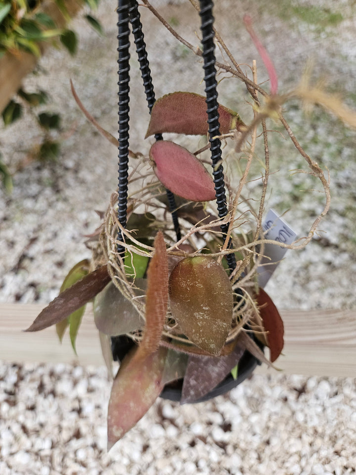 Hoya Caudata (4in)-162