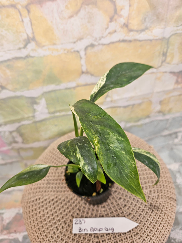 Epipremnum Giganteum Marble (3in)- 237