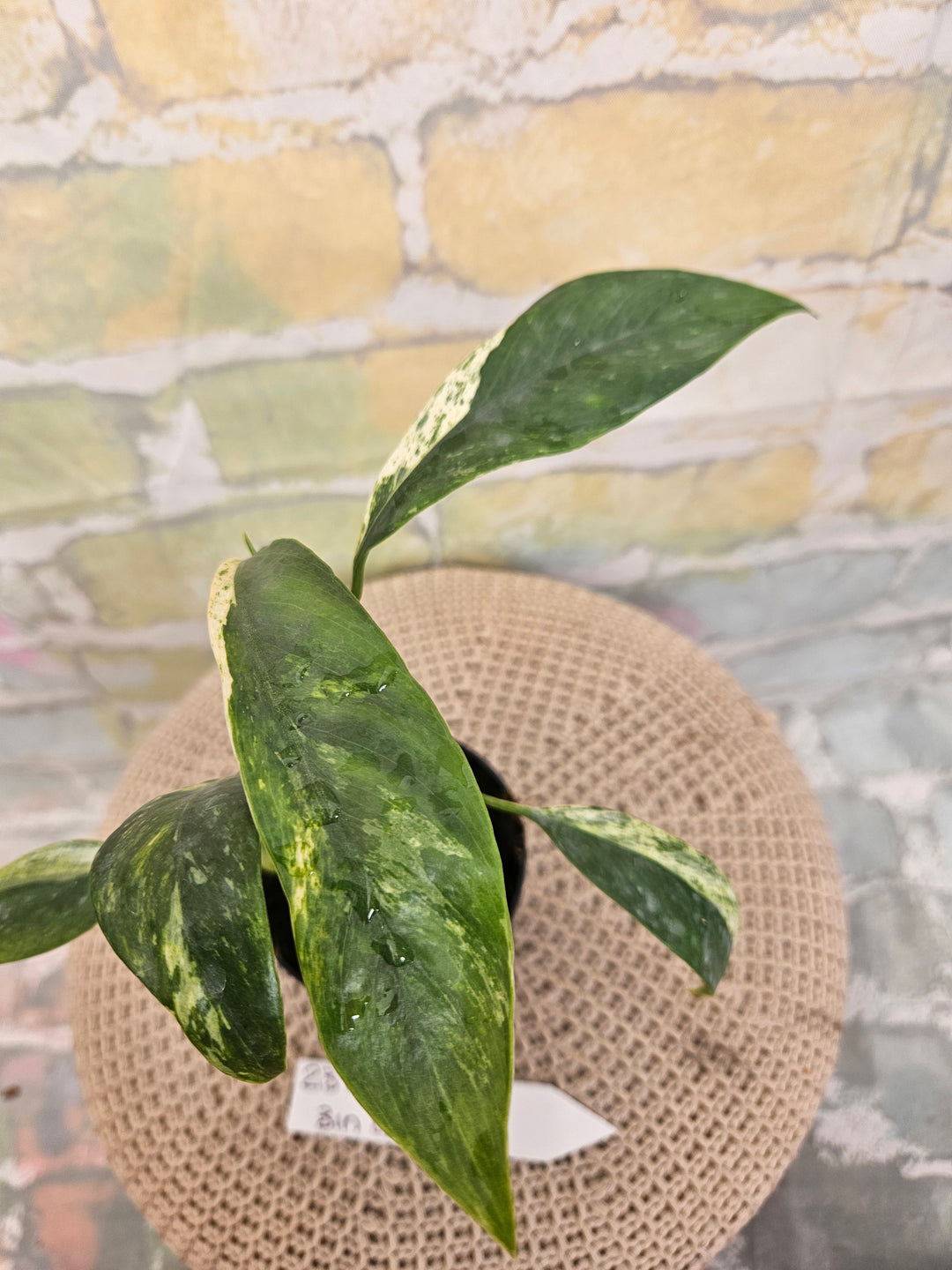 Epipremnum Giganteum Marble (3in)- 237