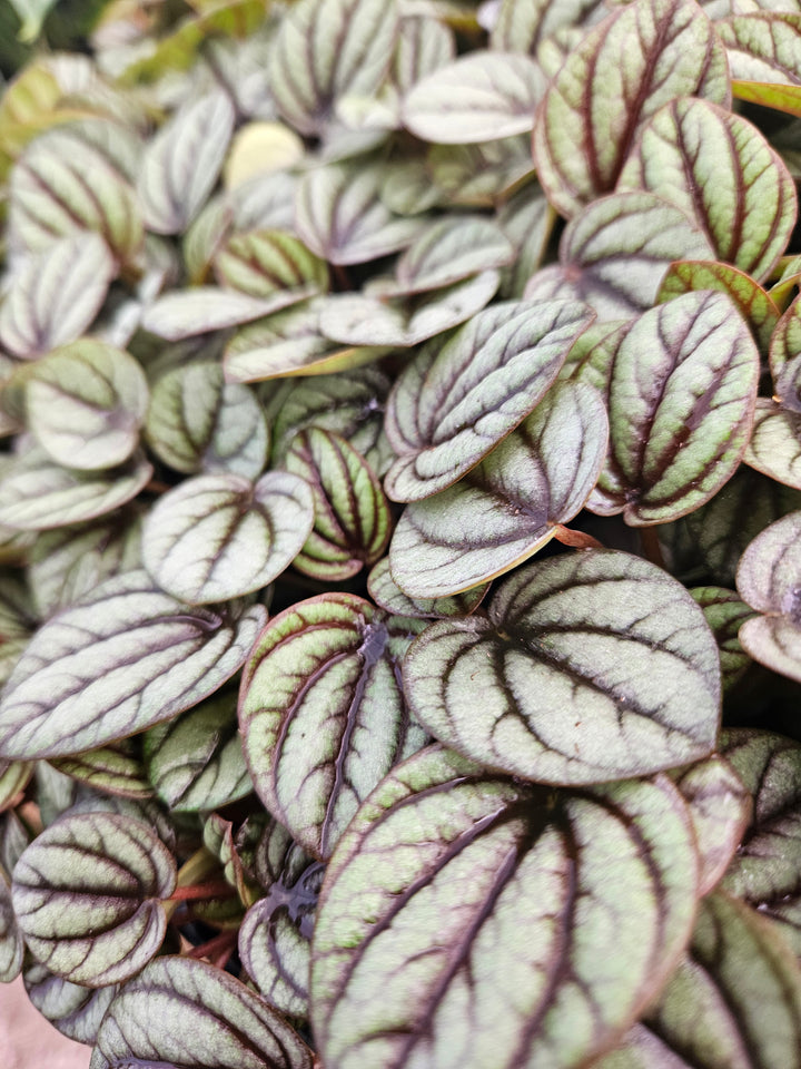 Piccolo Peperomia