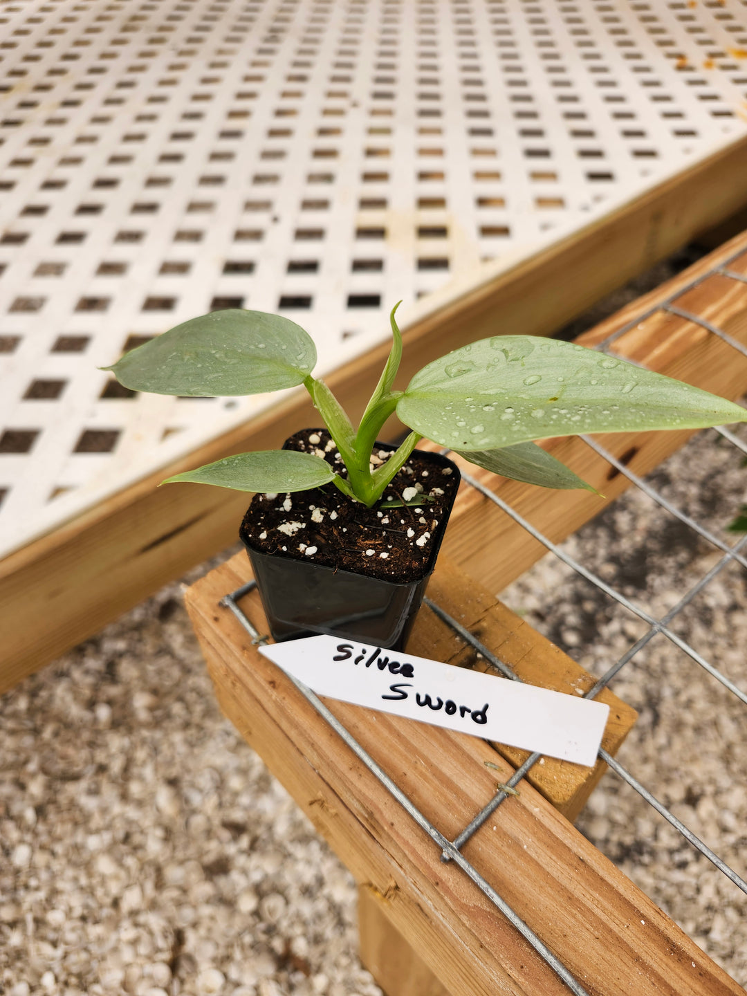 Philodendron Silver Sword