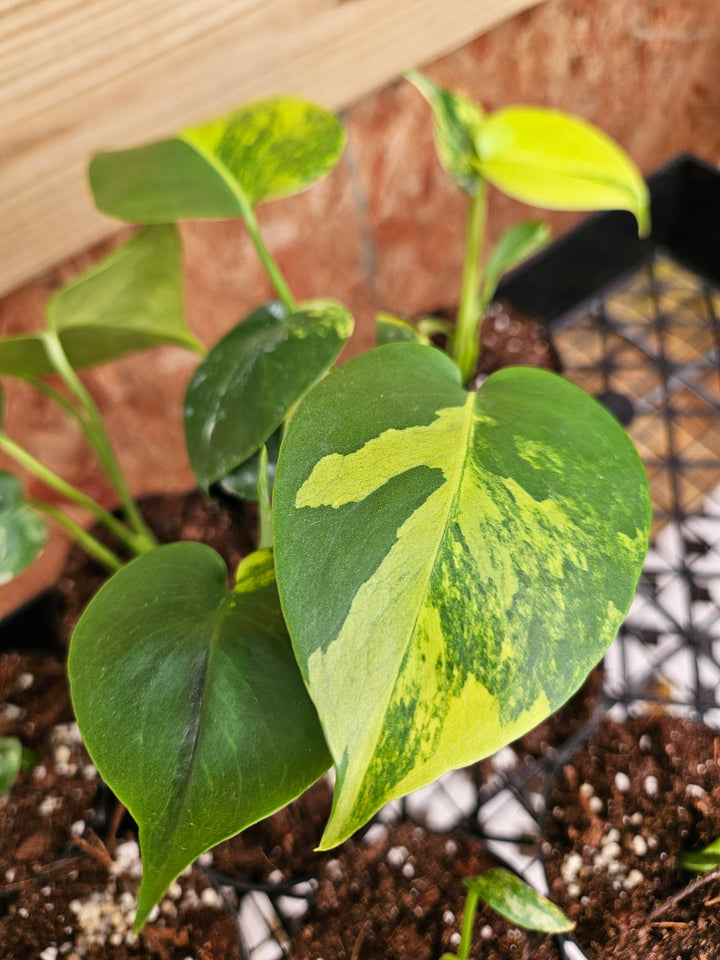 Monstera Deliciosa Marilyn (3in)-Sellers Choice Special