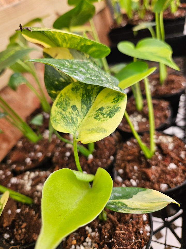 Monstera Deliciosa Marilyn (3in)-Sellers Choice Special