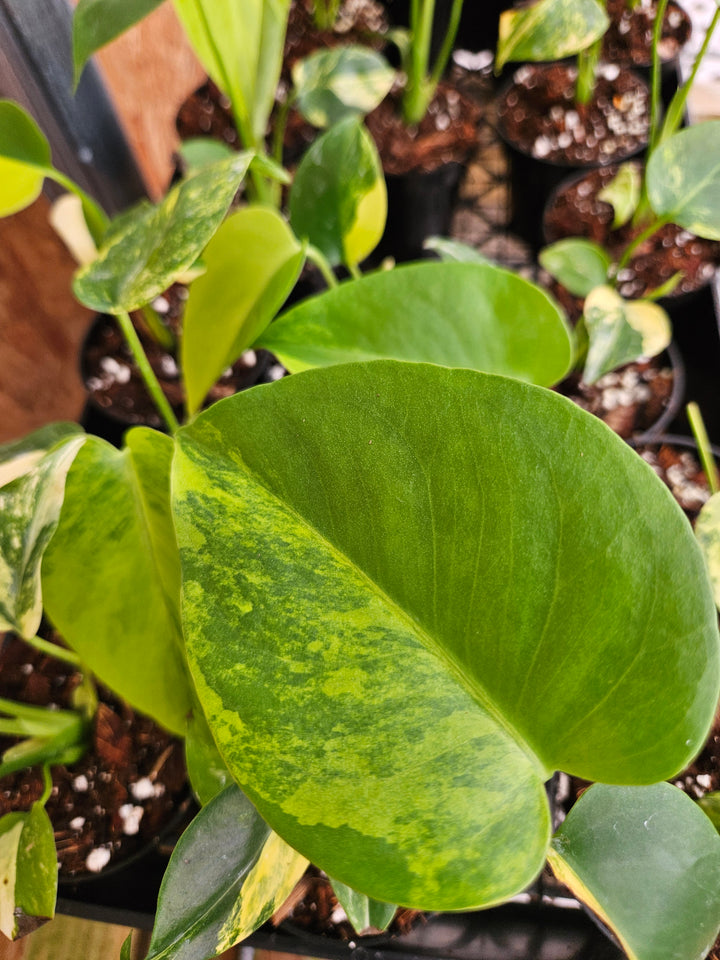 Monstera Deliciosa Marilyn (3in)-Sellers Choice Special