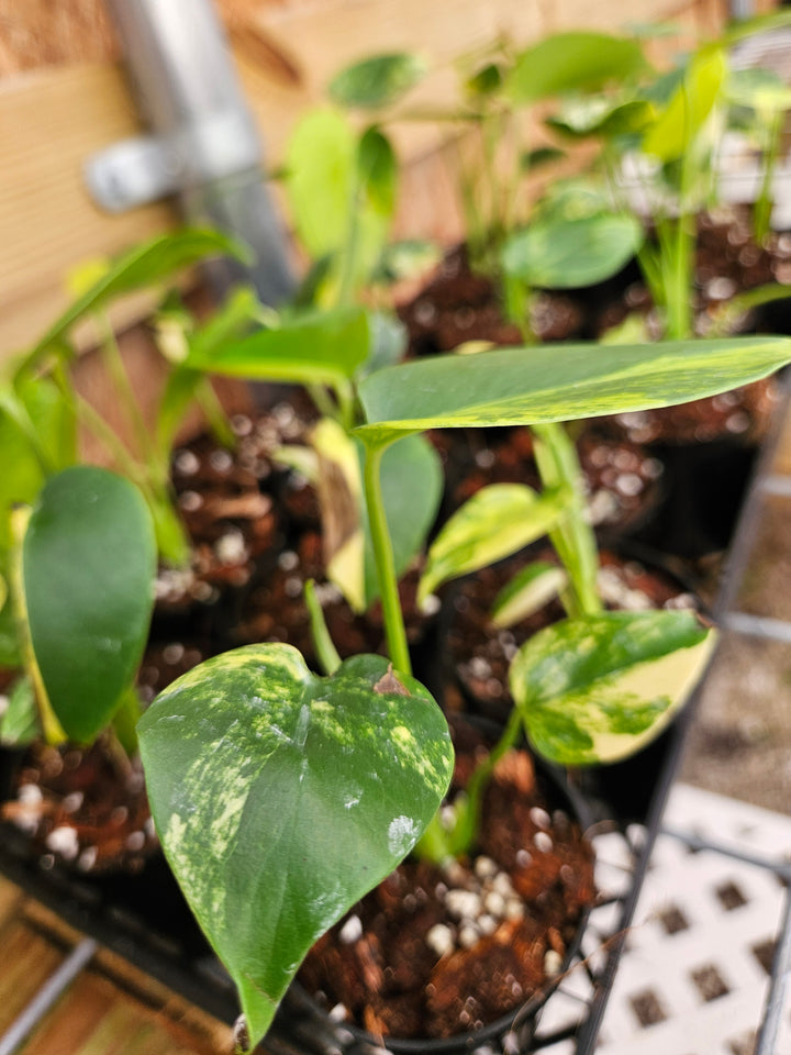 Monstera Deliciosa Marilyn (3in)-Sellers Choice Special