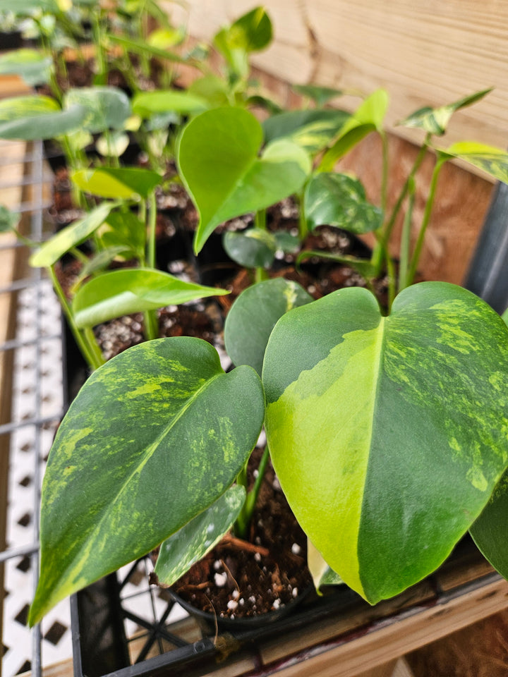 Monstera Deliciosa Marilyn (3in)-Sellers Choice Special