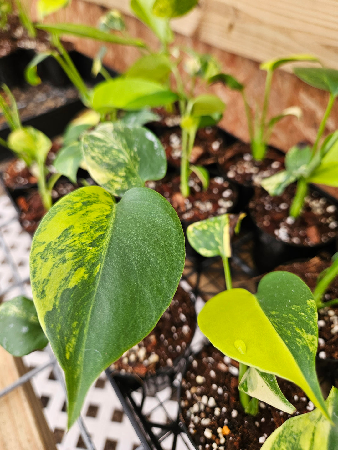 Monstera Deliciosa Marilyn (3in)-Sellers Choice Special