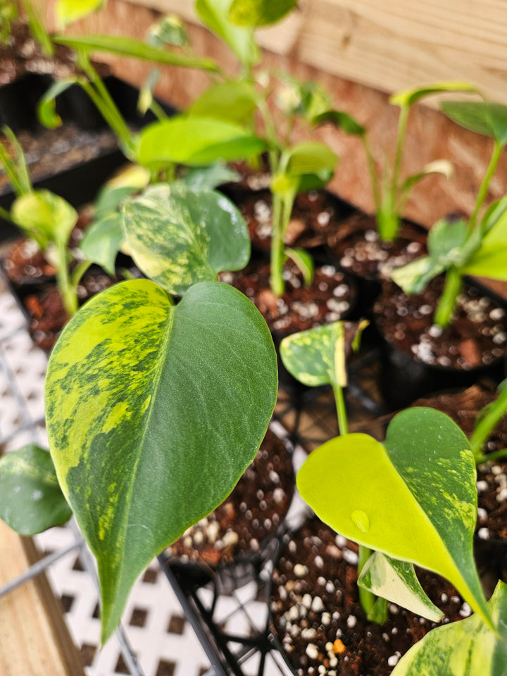 Monstera Deliciosa Marilyn (3in)-Sellers Choice Special