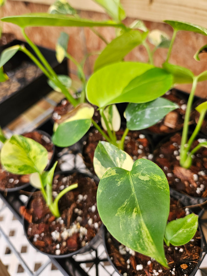 Monstera Deliciosa Marilyn (3in)-Sellers Choice Special