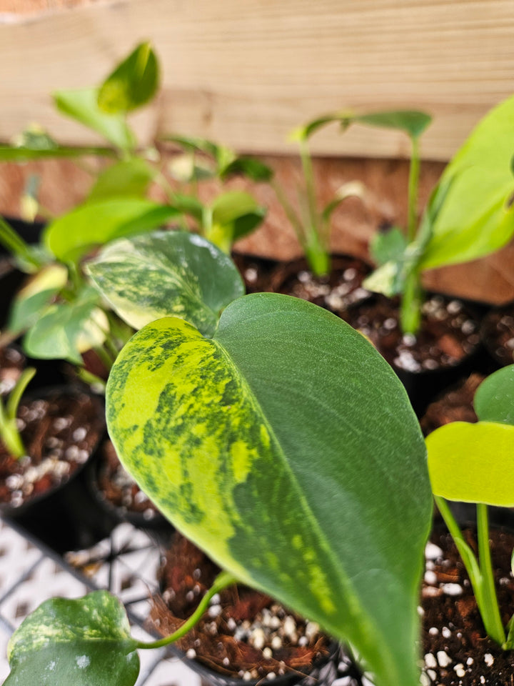 Monstera Deliciosa Marilyn (3in)-Sellers Choice Special
