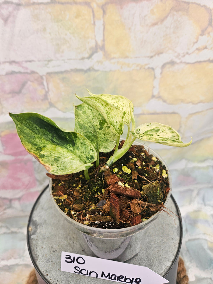 Scindapsus Jade Satin Marble (3in)-310