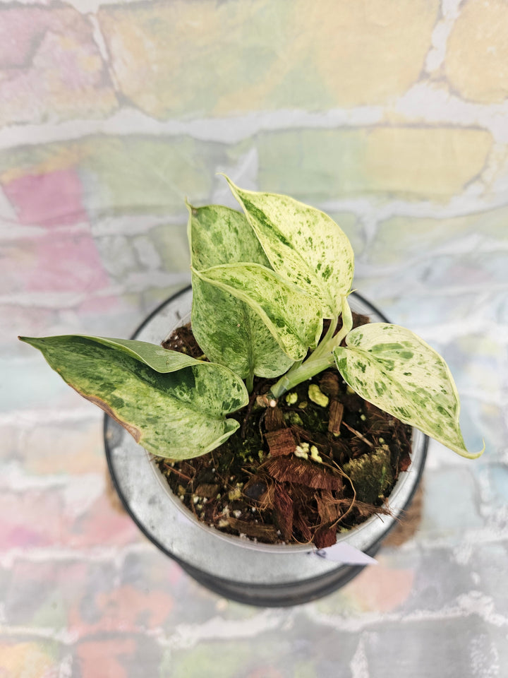 Scindapsus Jade Satin Marble (3in)-310
