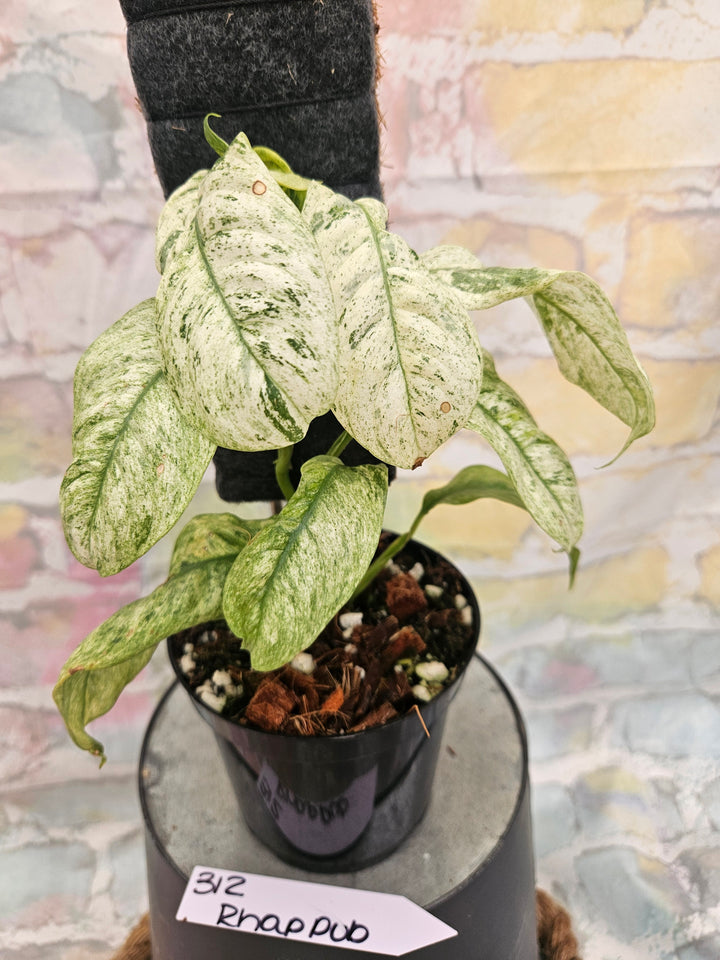 Rhaphidophora Pubulera Variegated (4in)-312