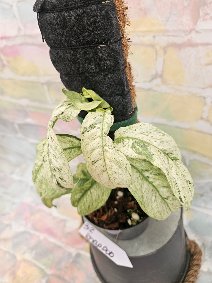 Rhaphidophora Pubulera Variegated (4in)-312